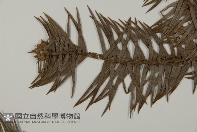 杉木藏品圖，第4張