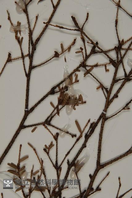 臺灣鐵杉藏品圖，第3張