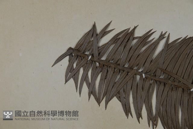 杉木藏品圖，第4張