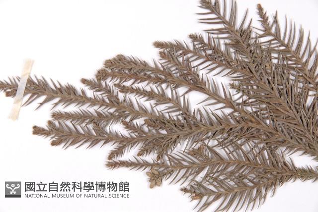 柳杉藏品圖，第4張