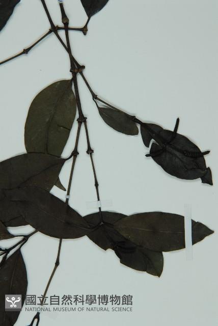 小葉買麻藤藏品圖，第4張