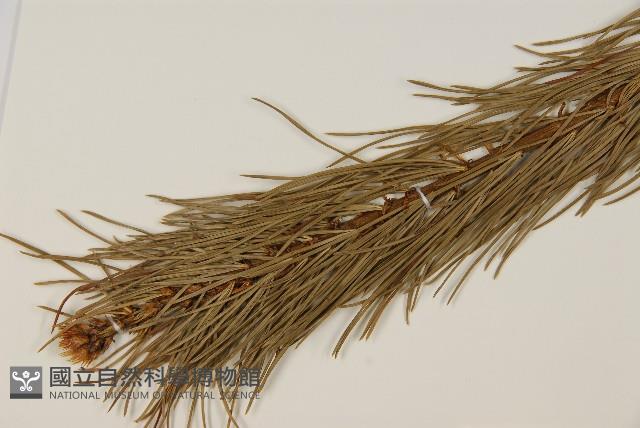 五葉松藏品圖，第4張