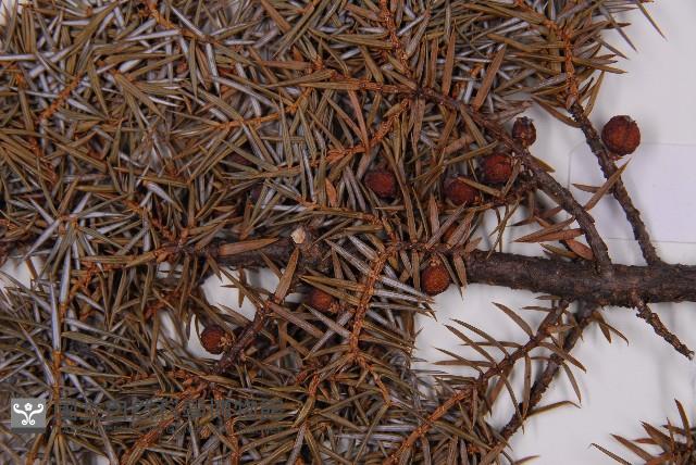 刺柏藏品圖，第4張