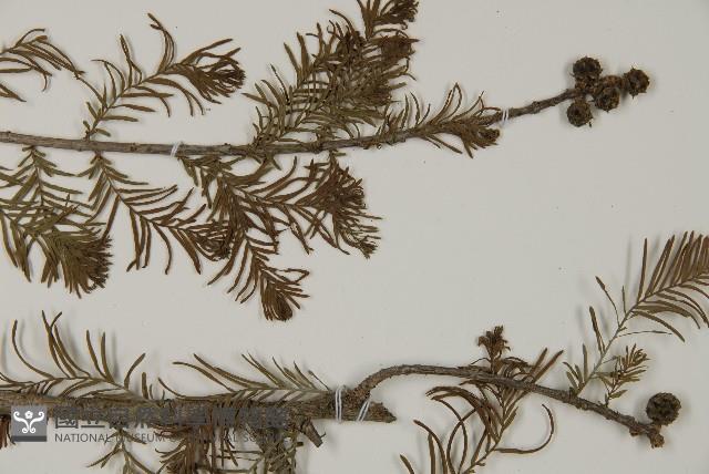 落羽松、美國水松藏品圖，第4張