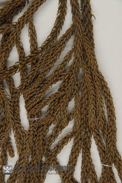 肯氏南洋杉藏品圖，第4張