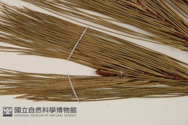 馬尾松藏品圖，第4張