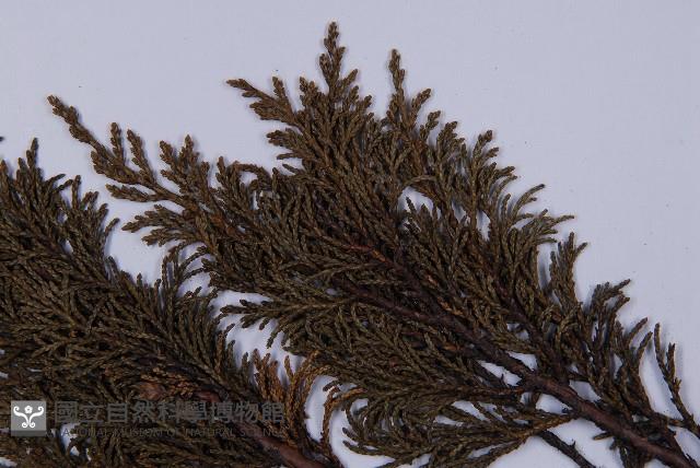 滇藏方枝柏藏品圖，第4張