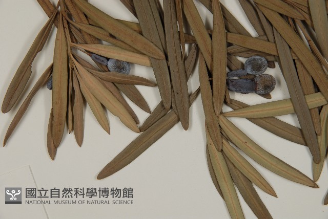 大葉羅漢松藏品圖，第4張