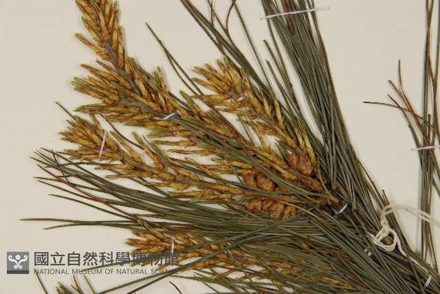 臺灣華山松藏品圖，第4張
