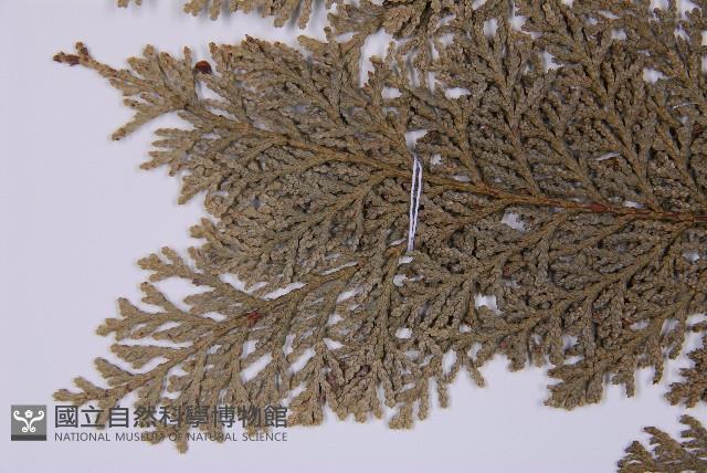 臺灣扁柏藏品圖，第4張