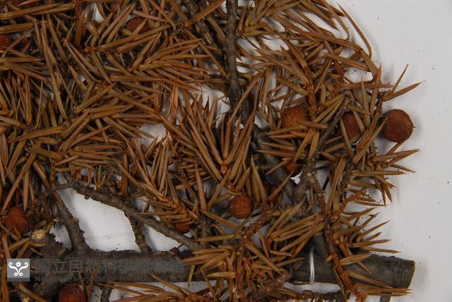 刺柏藏品圖，第4張