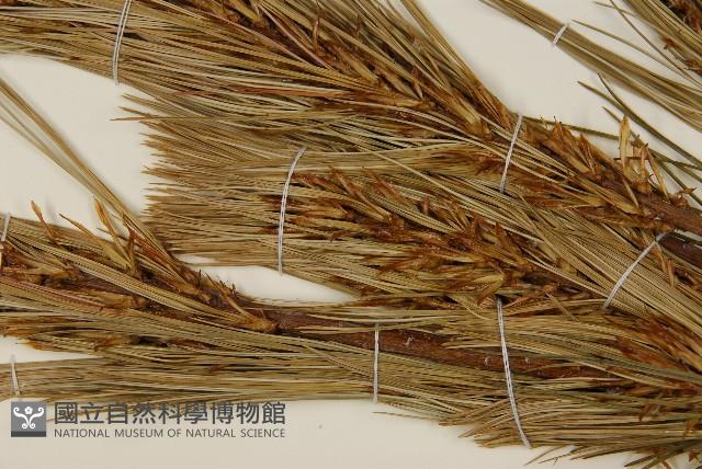 臺灣華山松藏品圖，第4張