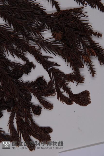 柳杉藏品圖，第4張