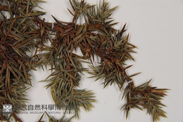 刺柏藏品圖，第4張