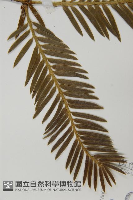 篦子三尖杉藏品圖，第4張