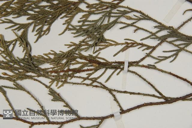 柏木、柏樹藏品圖，第4張