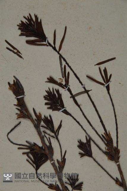 臺灣鐵杉藏品圖，第4張