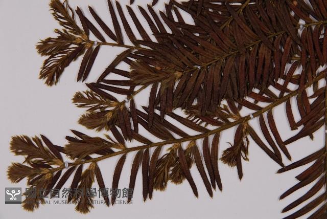 臺灣紅豆杉、紫杉、南方紅豆杉藏品圖，第4張