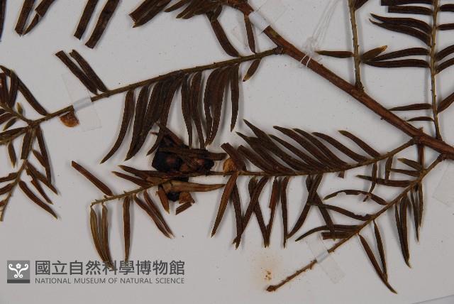 南方紅豆杉藏品圖，第4張