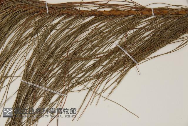 馬尾松藏品圖，第4張