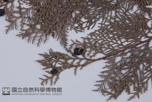 側柏藏品圖，第4張