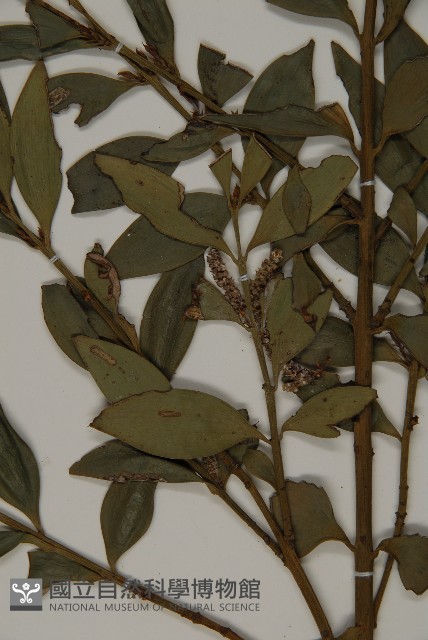 竹柏藏品圖，第3張
