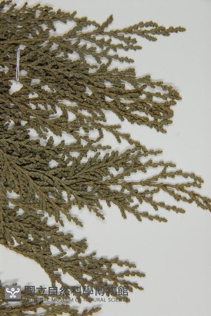 紅檜藏品圖，第4張