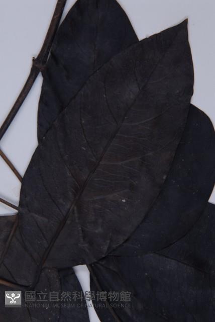 買麻藤藏品圖，第4張