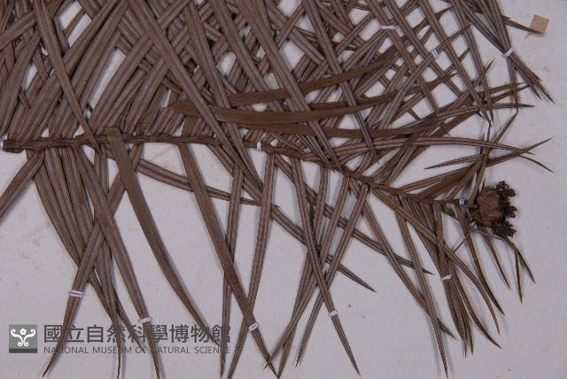 Chinese fir Collection Image, Figure 4, Total 4 Figures