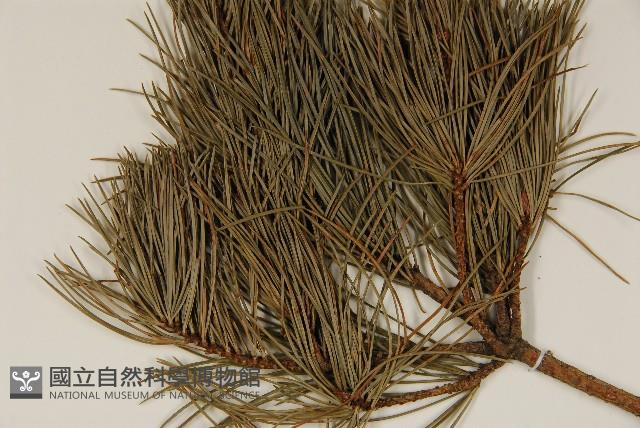 臺灣五葉松藏品圖，第4張
