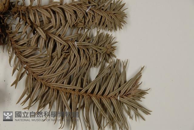 杉木藏品圖，第4張