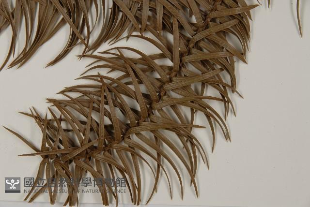 杉木藏品圖，第4張