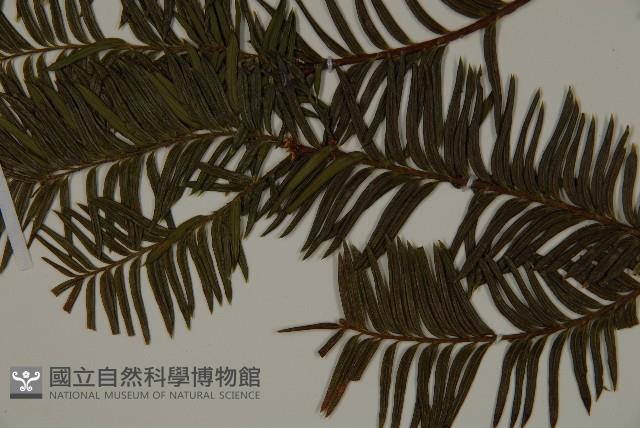 雲南紅豆杉藏品圖，第4張