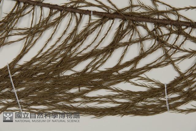 池杉藏品圖，第4張