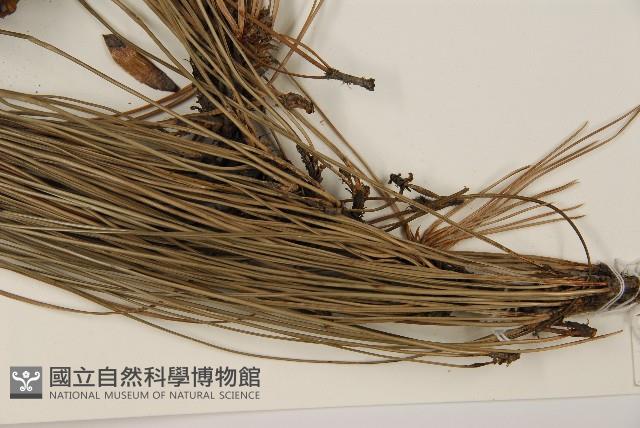 登錄號:G000268藏品圖，第4張