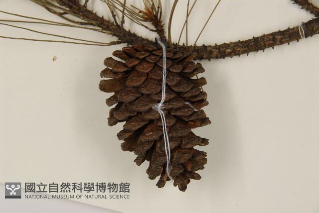 臺灣二葉松藏品圖，第3張
