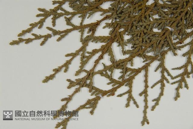 臺灣扁柏藏品圖，第4張