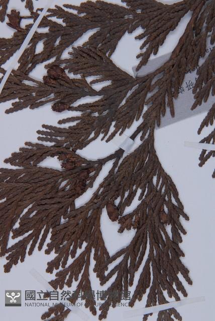 日本香柏藏品圖，第4張