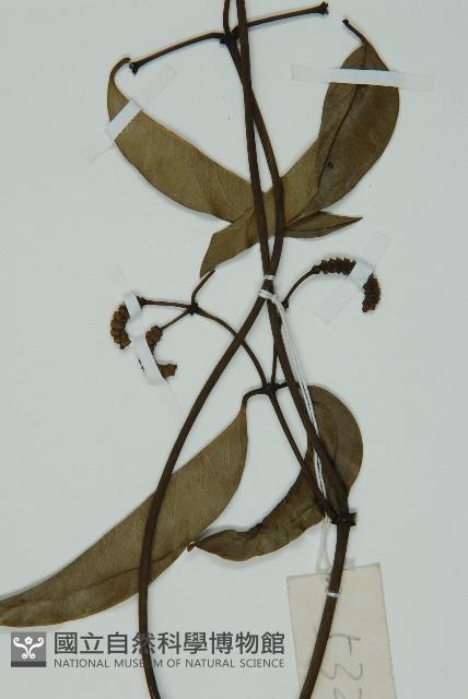 小葉買麻藤藏品圖，第4張