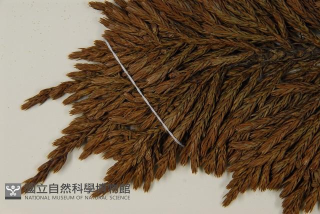 香青藏品圖，第4張