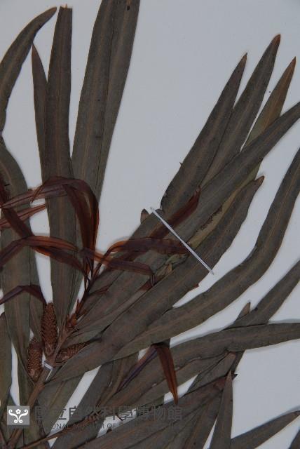 桃實百日青藏品圖，第4張