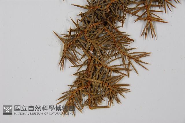 刺柏藏品圖，第4張