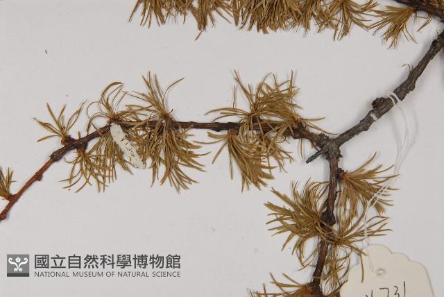 Accession Number:G000348 Collection Image, Figure 4, Total 5 Figures