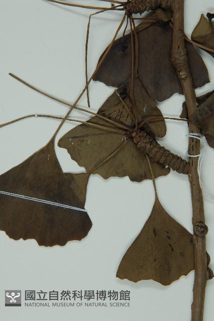 銀杏藏品圖，第4張