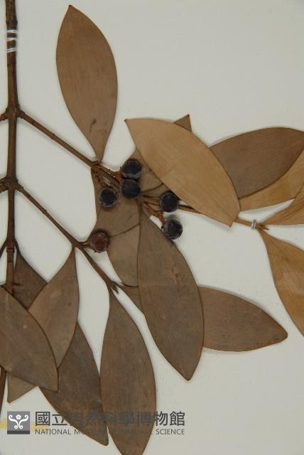 竹柏、南攻竹柏藏品圖，第4張