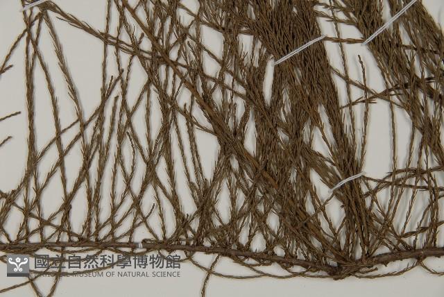 池杉藏品圖，第4張