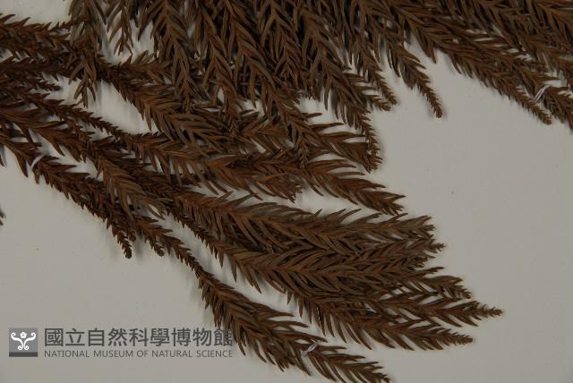 柳杉藏品圖，第4張