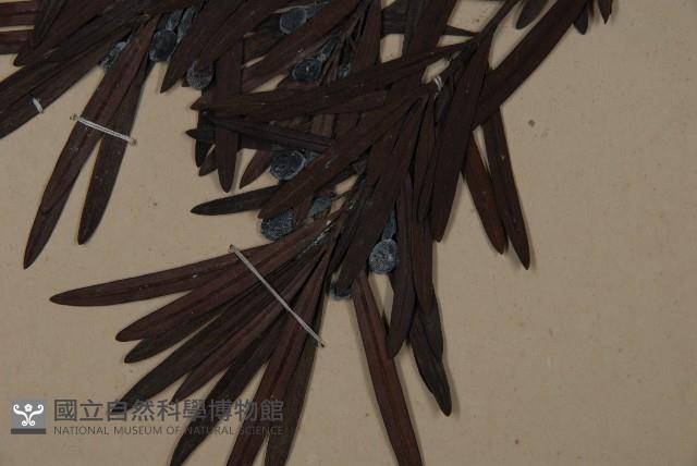 大葉羅漢松藏品圖，第4張