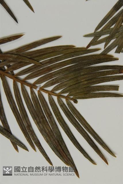 三尖杉藏品圖，第4張