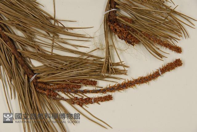 臺灣五葉松藏品圖，第4張